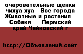 очаровательные щенки чихуа-хуа - Все города Животные и растения » Собаки   . Пермский край,Чайковский г.